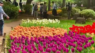 Tulip flowers festival TachikawaKoenTokyo2024