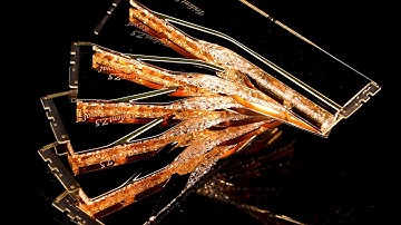 Trident Z5 Royal Series DDR5 Memory Official Trailer