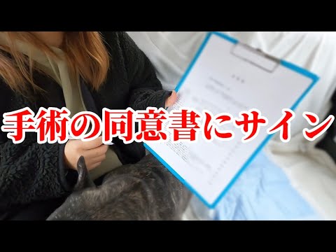【緊急動画】MRIの結果『ぶし』くんは手術をする事になりました...。
