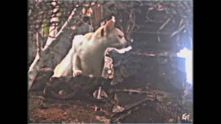 cinematic_480p_15f_dv_deinterlaced.avi