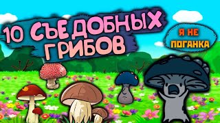 Интересные Факты   10 Съедобных Грибов, Похожих На Поганки (Анимация)