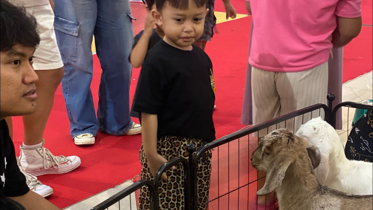 AFTER MENERJANG BADAI DI MAGELANG HIBURAN MENARIK ADA KAMBING DI DALAM ARTOS MALL 🐐🎆🎇