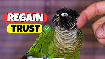 How To REGAIN Your Bird