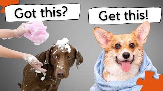 The COMPLETE GUIDE to helping your dog love bath time! screenshot 5