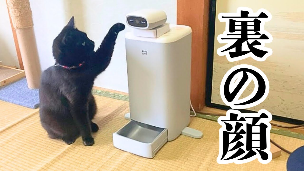 Cats' strange behavior while left at home is too scary [HHOLOVE O