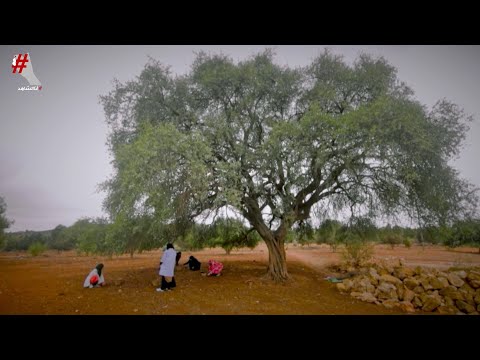 أنا الشاهد فوائد شجرة الأركان المتعددة في المغرب
