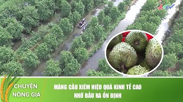 Mãng cầu xiêm mô hình kinh tế cao nhờ liên kết sản xuất | CHUYỆN NÔNG GIA