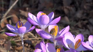 Музыка весны. Пение весенних птиц. Music of spring. Singing of spring birds.