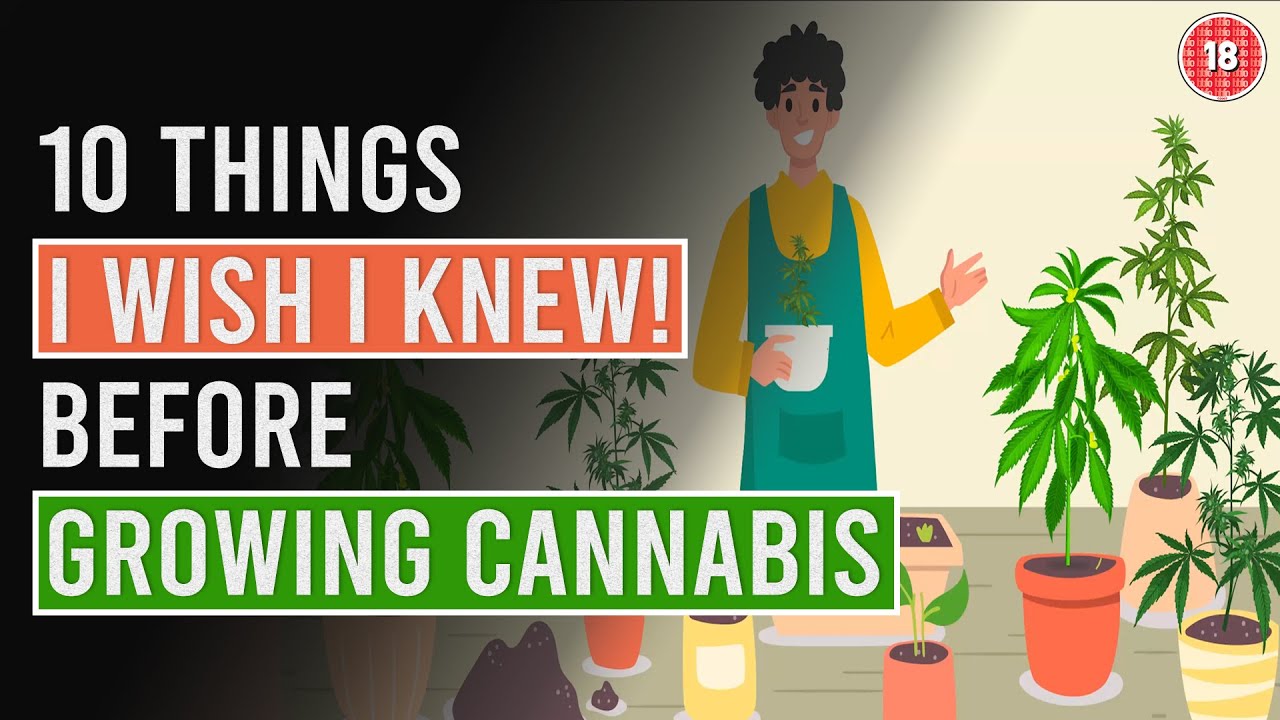 Start to Finish Cannabis Grow Guide – Beginner Friendly