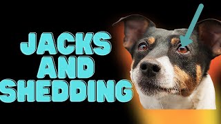 Jack Russell Terriers And Shedding 9 Tips For Success