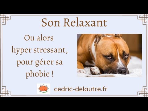 Vidéo: 10 excuses que cet Yorkie a eu pour conduire un camion dans un lac