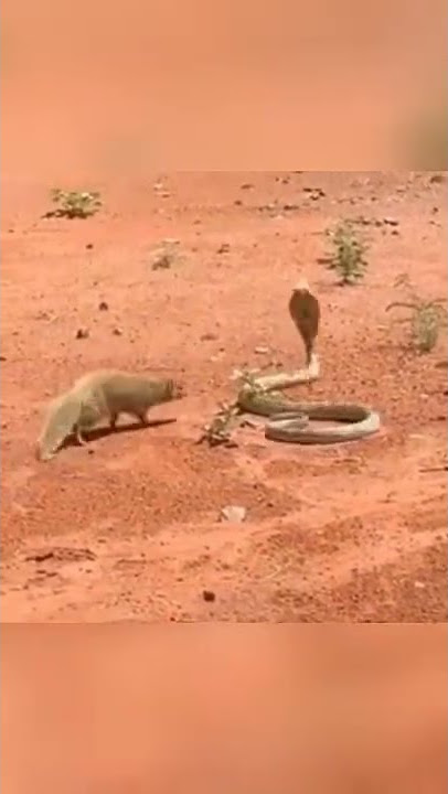 pertarungan sengit, king cobra vs garangan