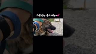 #개농장구조견 #열공중 #멋진호피무늬를가졌어요 #가족을기다려요 #레오맘과동행 #어독스