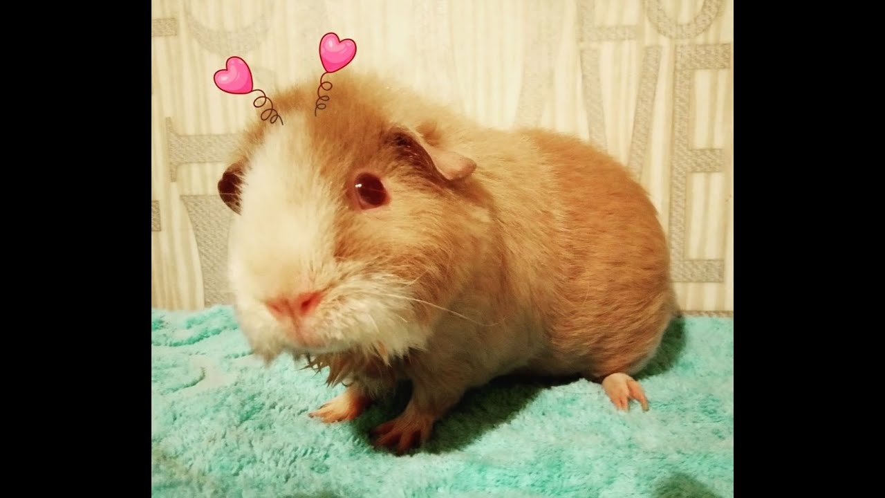 Морская свинка укусила. Тик Ток. Funny Guinea Pig TikTok - YouTube