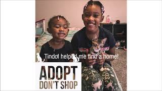 Tindol Subaru Supports Pet Adoption