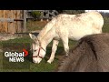 Happy Tails: A delightful look at The Donkey Sanctuary of Canada