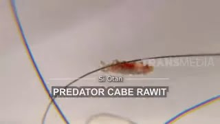 [FULL] Predator Cabe Rawit | SI OTAN (05/06/20)