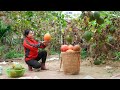 Time-lapse: Harvesting over 1000 gac fruit -giant white python approaches, causing the girl to worry
