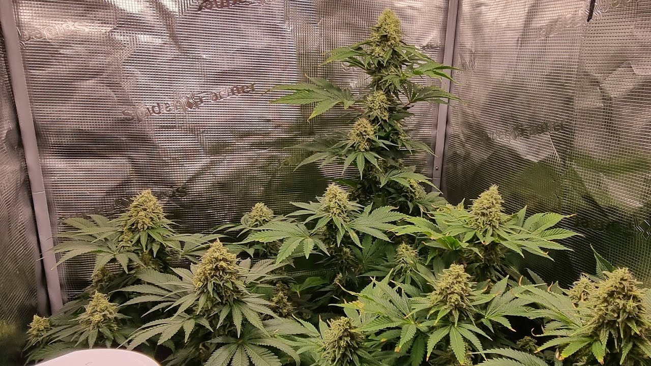 special queen 1# grow