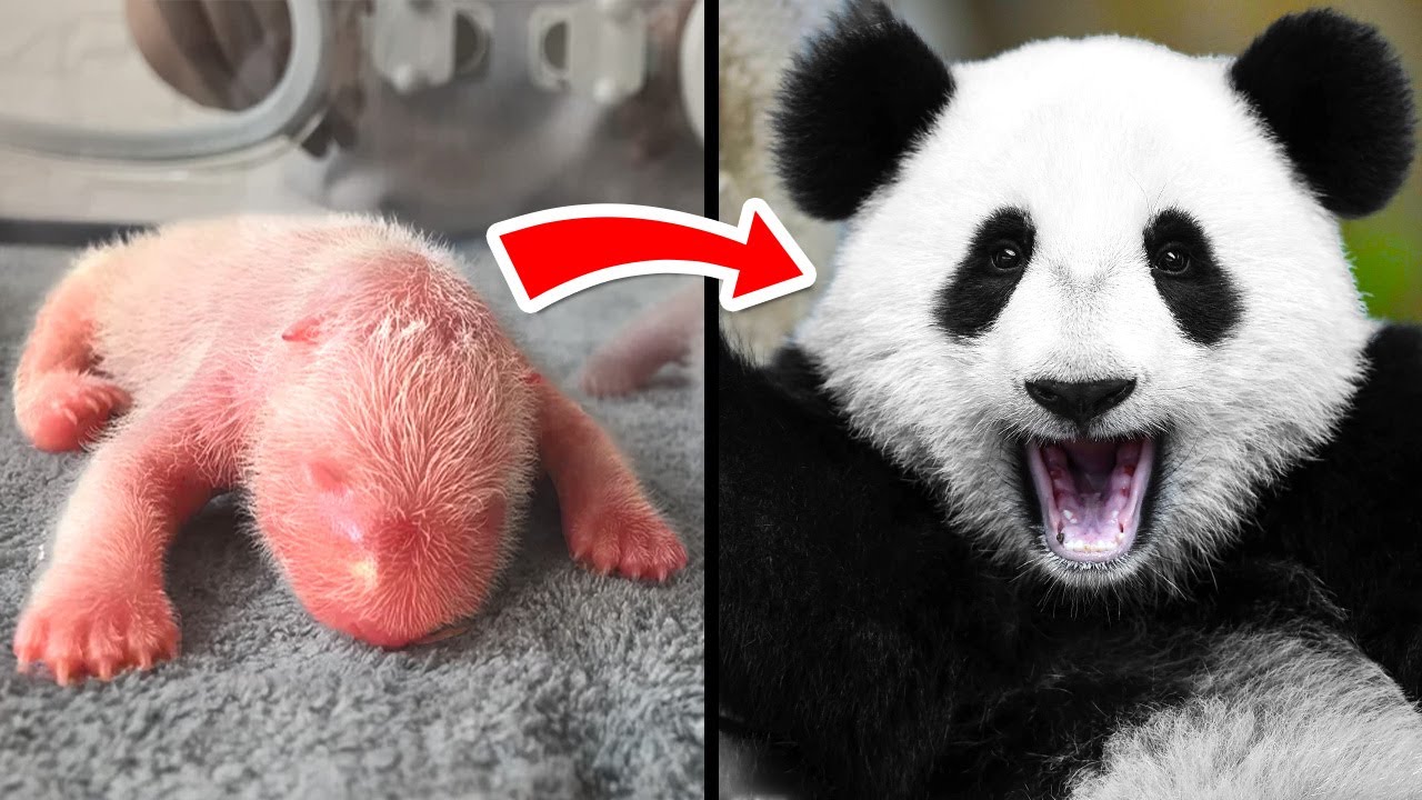 Antes e Depois De Animais Crescendo - Incríveis Transformações Animais