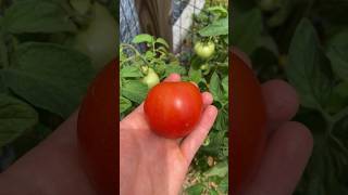 Want Tomatoes A Month Early! It’s EASY!