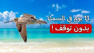 قطع مسافة نصف الكرة الأرضية _ طائر يسجل رقماً قياسياً عالمياً ! screenshot 1