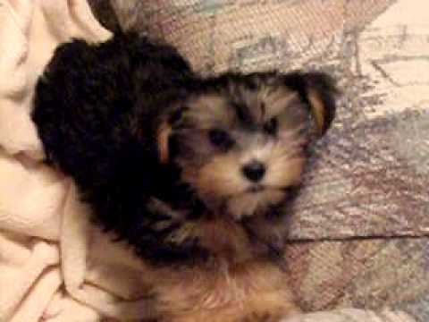 lhasa yorkie