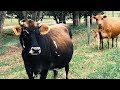 These Cows Thrive (Without Grain) ~ So We Bought Two