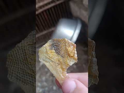 قلب الفار