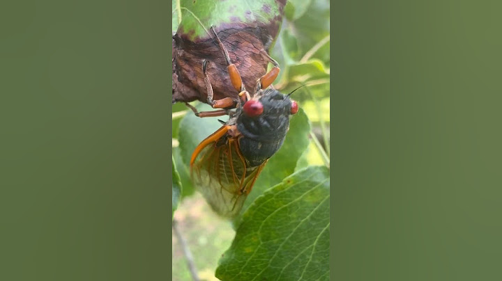 Cicadas Up Close and Personal on Bradford Pear Tree-a Shepherdsville, Ky-5/17/2025