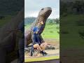 Iconic-symbol large statue in komodo village #statue #large #videoshort #viralvideo