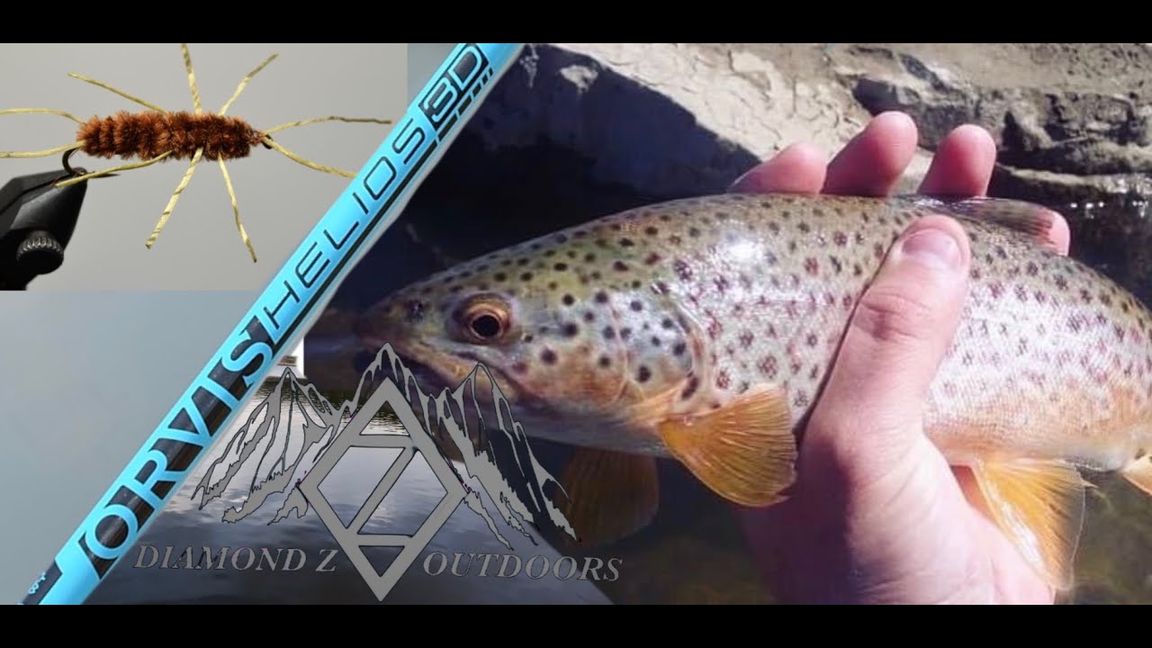 11 Mile Canyon Fly Fishing Colorado 4K YouTube