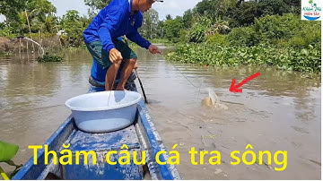 478 | Giăng câu cá tra về nấu lẩu mắm | Fishing