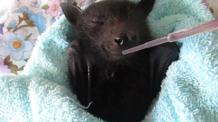 Little Heathcliff Survives Bat Flies And Barbed Wire Entrapment