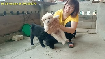 Show những chú cún đẹp. chó Bắc Hà xù đen - trắng, Hmông cộc tứ tức mai hoa.