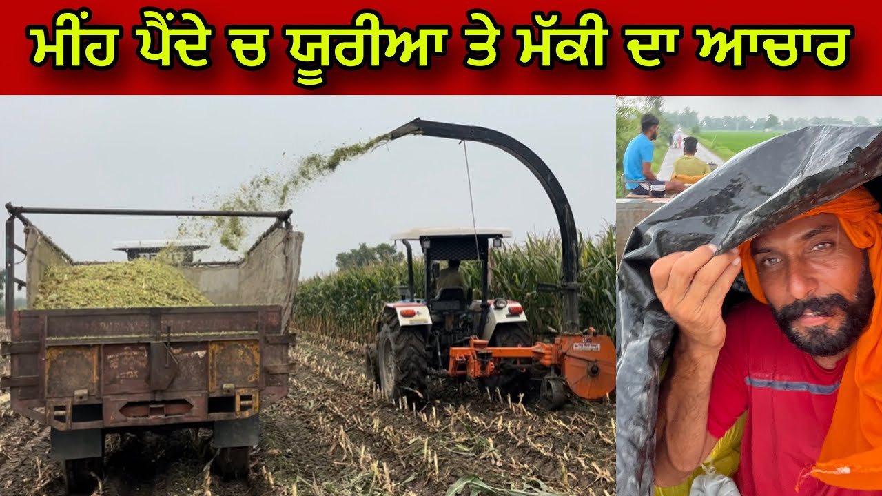 ਜਦੋਂ ਮੀਂਹ ਪੈਂਦੇ 'ਚ ਯੂਰੀਆਂ ਖਿਲਾਰਨ ਗਏ । ਮੱਕੀ ਦਾ ਆਚਾਰ । Gur Brar Vlogs