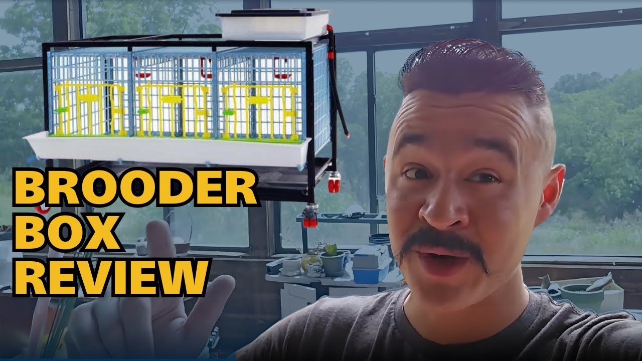 Best Brooder Box Under $300 | Pros & Cons - YouTube