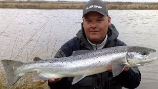 *SALMON FISHING IN DENMARK* Skjern Å / River in Danmark // Fight &amp; Released - Lakse Fiskeri i Åen