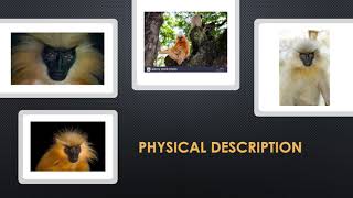 Gee's Golden Langur