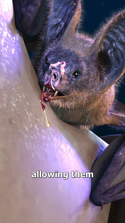 How Vampire Bats Suck Human Blood 😨