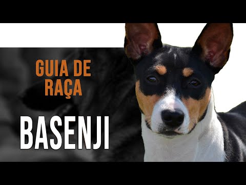 Vídeo: Raça De Cães Basenji Hipoalergênica, Saúde E Expectativa De Vida