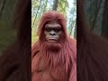 “Bigfoot’s First Forest Vlog – Giant Hands Chaos! 😂📹”