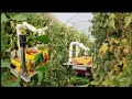 Autonomous tomato harvester - January 2022 update