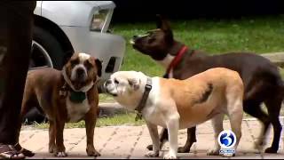 Organization sets out to help senior dogs find forever homes