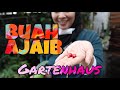 Gartenhaus berkebun dengan keramahan  ep 48