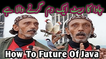 Java Sparrow ka Mustakbil kya hoga l How To Future Java Sparrow l V No 179 Sur Birds Channel