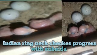 Indian 7 Days Ring Neck Checkes Progress シ