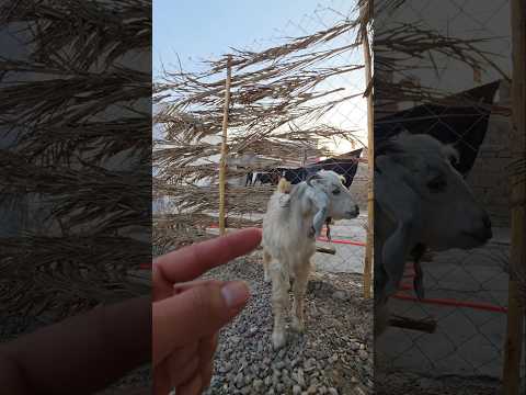 دخول حيوان جديد للمحميه شوفوا رد فعله!! 🔥💪