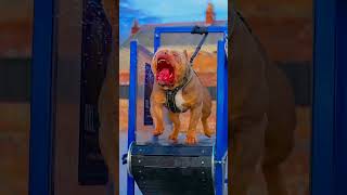 👉Pitbull V's German shepherd 🔥 who is 👿won🎉?? #shorts #dogs #facts #viralshorts