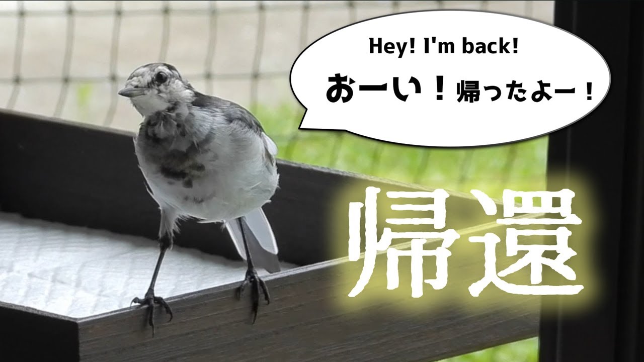 真夏のハクセキレイたち - 帰還！ - YouTube